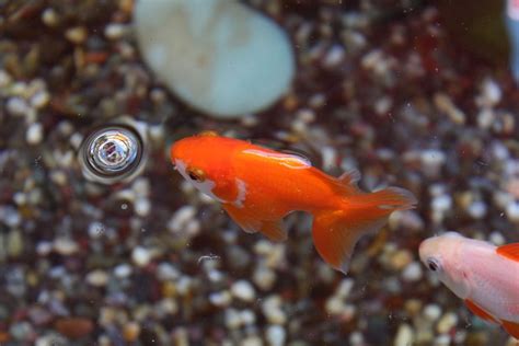 杯底養金魚|台語歌知多少－〈杯底毋通飼金魚〉